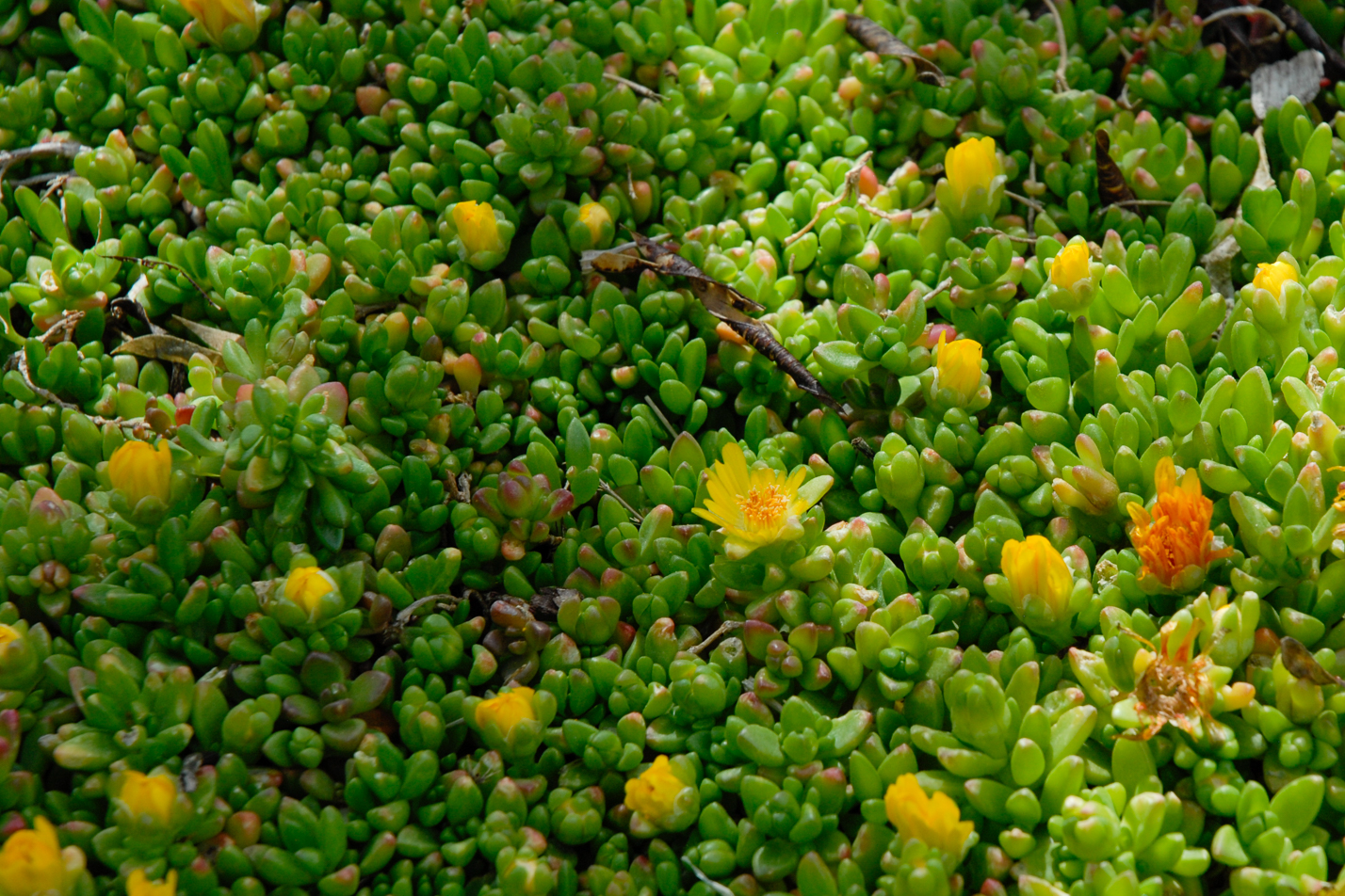 Compact Yellow Iceplant